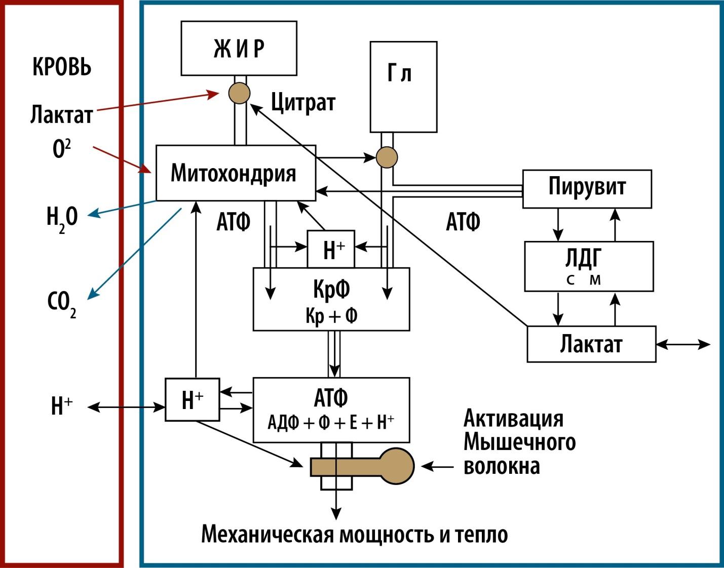 Аденозинтрифосфат — Википедия